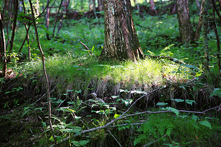 第2回入江泰吉記念写真賞巡回展 田淵三菜 [into the forest]