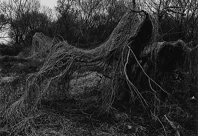 kaneko_photo01