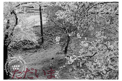 obara_20061106-1112DM