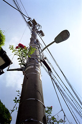 yamanishi_photo01