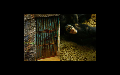 權惠蓮(ゴンへリョン ) Kwon Hearean「zoological garden」