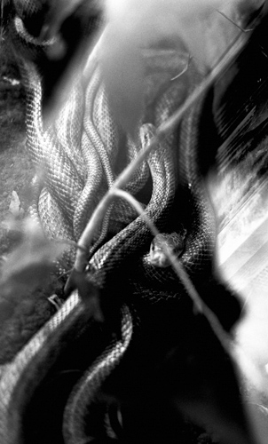 UMA ＋ 醍醐ハジメ  [Inner Vision : Emerging and Submerging Self]