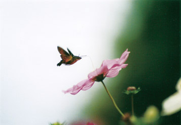 大久村寿也写真展 「rinne」 Okumura Toshiya