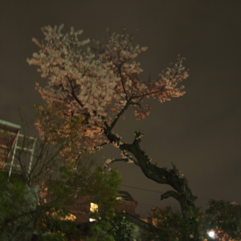 ハラダナオコ写真展 Harada Naoko 「見知らぬ夜」